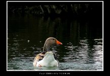 greylag4b.JPG