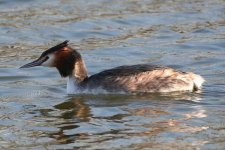 gcgrebe080206j.jpg