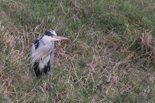 greyheron080206b.jpg