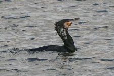 cormorant080206f.jpg