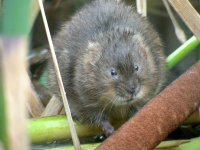 water vole.jpg