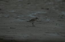 GreyPlover050206.jpg