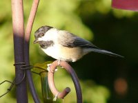 chickadee5.jpg