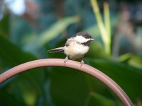 chickadee2.jpg