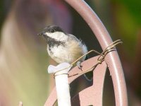 chickadee4.jpg