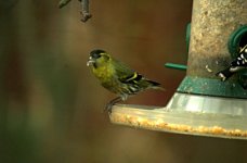 EurasianSiskin060206.jpg