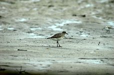 GreyPlover050206.jpg