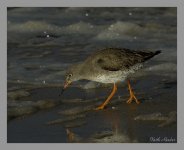 redshank1crop.jpg