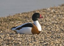 Shelduck4.jpg