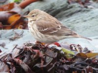 rock pipit medium.JPG