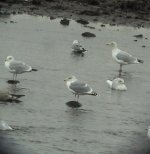 Argentatus Herring Gull,Musselburgh 31 Dec 2003 003.jpg