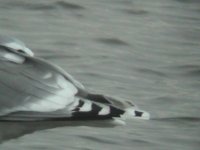 Argentatus Herring Gull,Musselburgh 31 Dec 2003 005.jpg