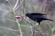 Blackbird at Crab apples 2a.jpg