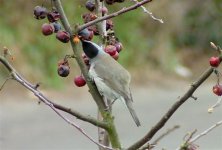 Blackcap m crab apples 1a.jpg