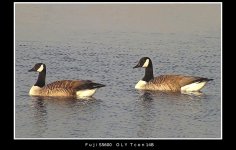 CanadaGoose3b.JPG