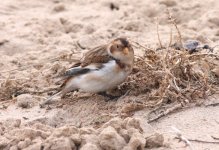 1.SnowBunting.jpg