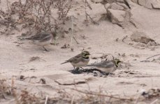 3.Shorelark.jpg