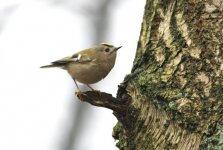 5.Goldcrest.jpg