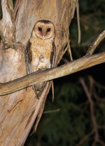 Masked-Owl_7866.jpg