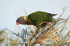 lorikeet.jpg