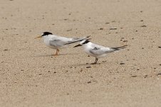 littleTern.jpg