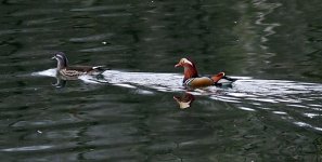 IMG_5116mandarin_filteredsmall.jpg