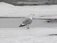 Mongolian Gull 14.jpg