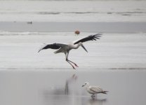 Oriental Stork 334.jpg