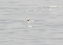 Smew 24.jpg