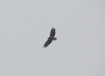 White-tailed Sea Eagle 565.jpg
