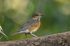 gb thrush male imm D7000 _DSC1915.jpg