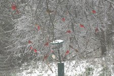 23 Cardinals-low res.jpg