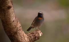 DSCN4266 R-G Flycatcher 5 bf.jpg