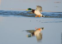 Mallardflight1OM800.jpg