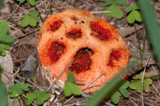 Clathrus-ruber.jpg