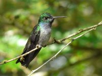 Blue-chested Hummingbird -male - Canopy Tower, Panama - copyright Blake Maybank.jpg
