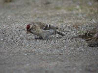 redpoll1.jpg