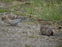 redpoll4.jpg