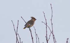 1.Waxwing.jpg