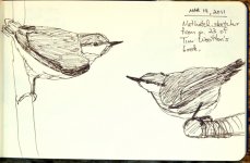 103-0891-PAN-NuthatchSketchesFromTW-Mar14,11-WS.jpg