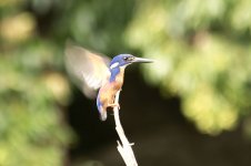 kingfisher.jpg