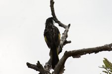 whiteCheekedHoneyeater.jpg