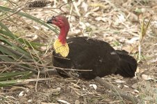 brushturkey.jpg