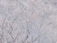 Long-tailed Rosefinch.jpg