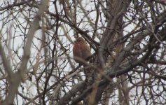 Pallas's Rosefinch.jpg