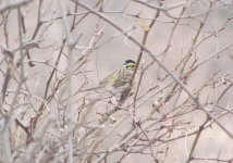 Yellow-browed Bunting.jpg