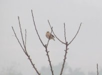 Hawfinch.jpg