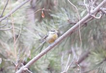 Yellow-bellied Tit.jpg