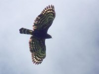 Black Hawk-Eagle - 21-01-2011 - Las Minas - Panama - photo by Blake Maybank.jpg