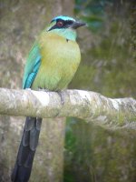 Blue-crowned Motmot - 21-01-2011 - Cara Iguana - Panama - photo by Blake Maybank.jpg